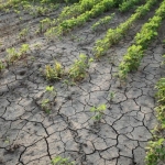 Można już składać wnioski do Gminy o szacowanie szkód spowodowanych suszą