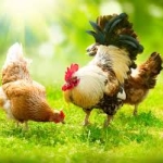 Informacja dla hodowców drobiu